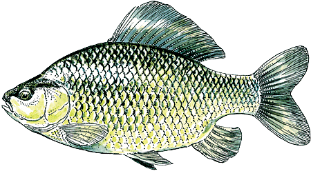 Pêche : les espèces de poissons en rivière