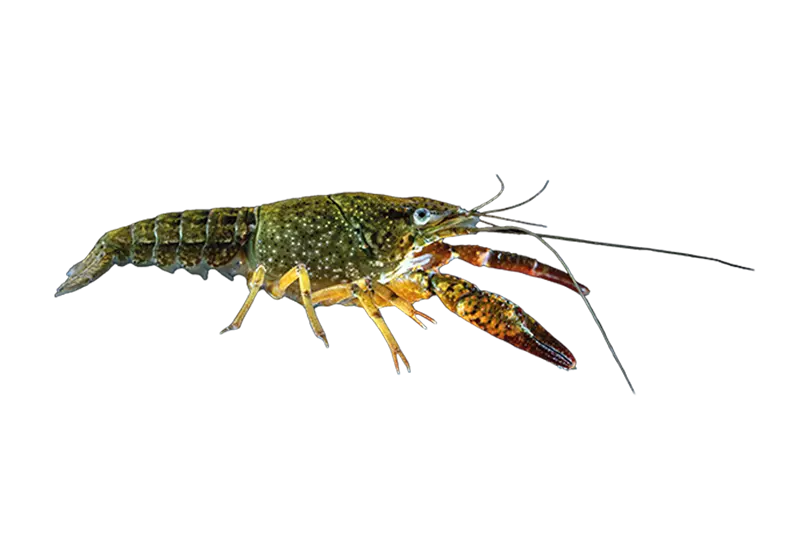 ecrevisse de louisiane